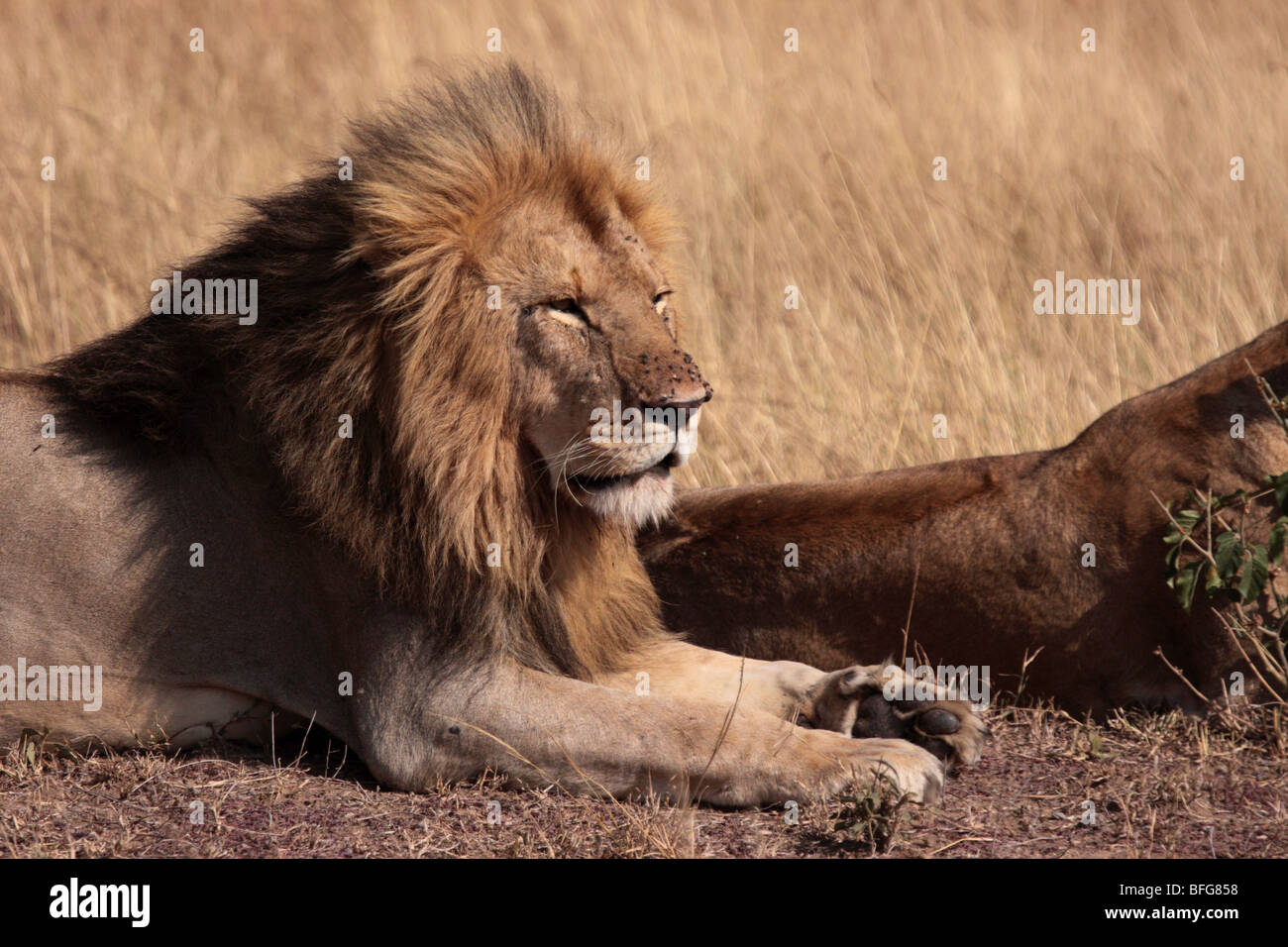 close-up of male African lion Panthera leo in Masai Mara Kenya Stock Photo