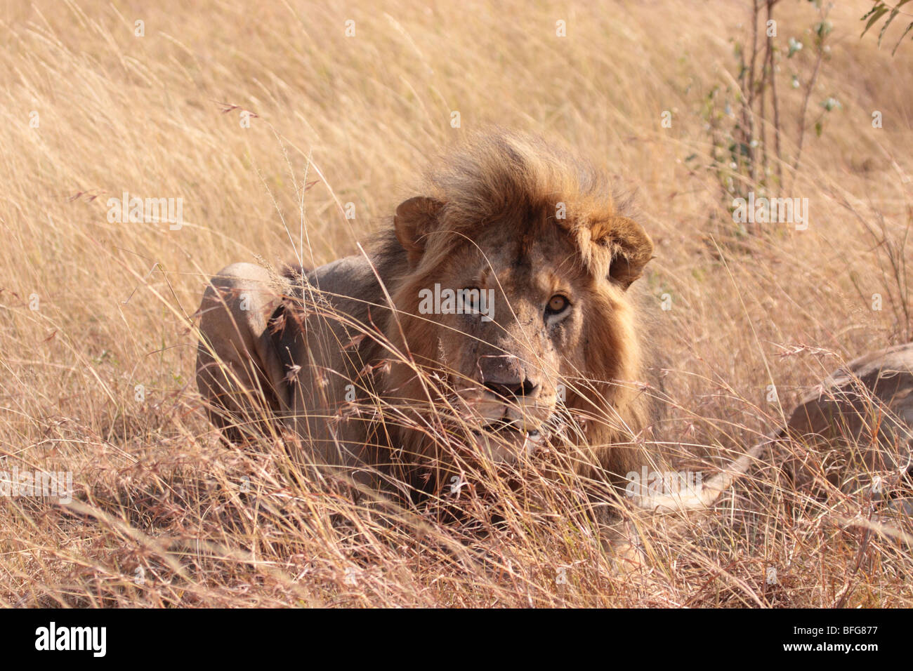 male African lion Panthera leo in Masai Mara Kenya Stock Photo