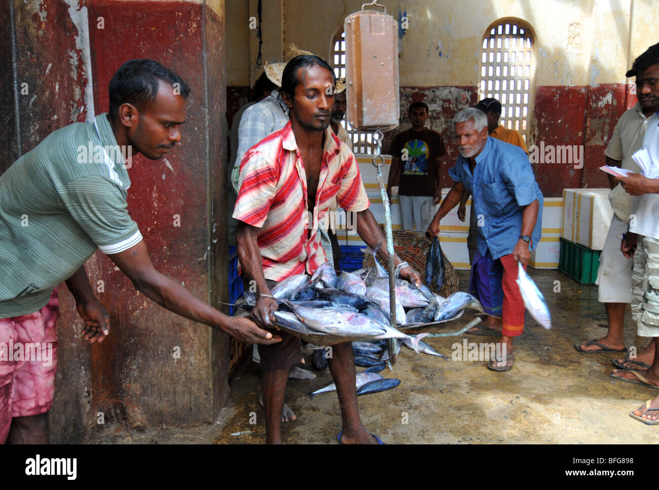 Fish market, Sri Lanka, Sri Lankan fish market Stock Photo Alamy
