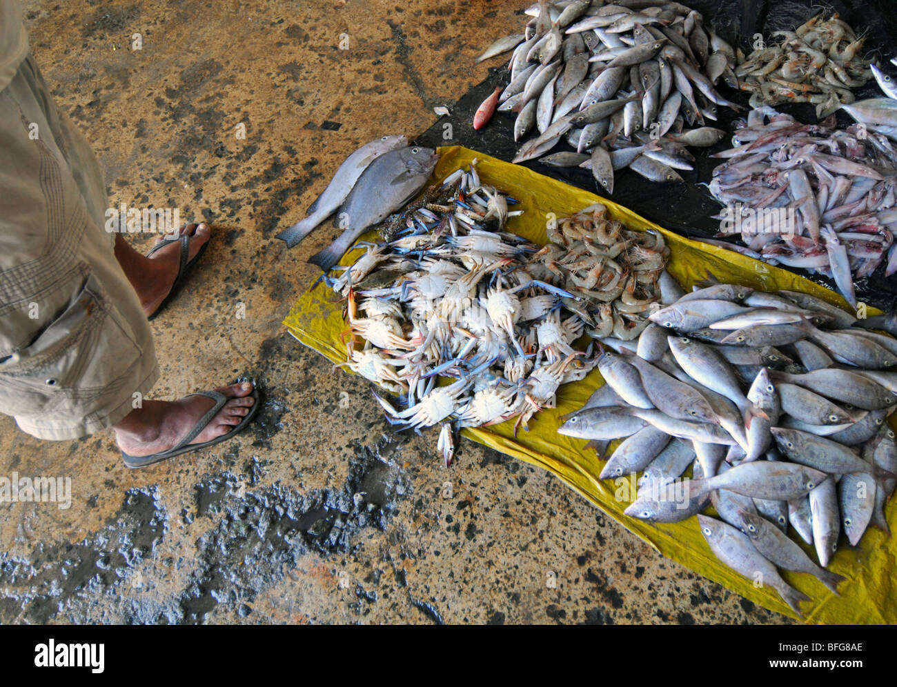Fish market, Sri Lanka, Sri Lankan fish market Stock Photo Alamy