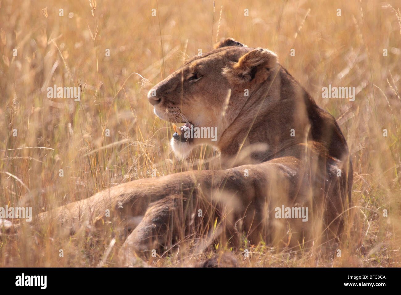 lioness in Masai Mara Kenya Stock Photo