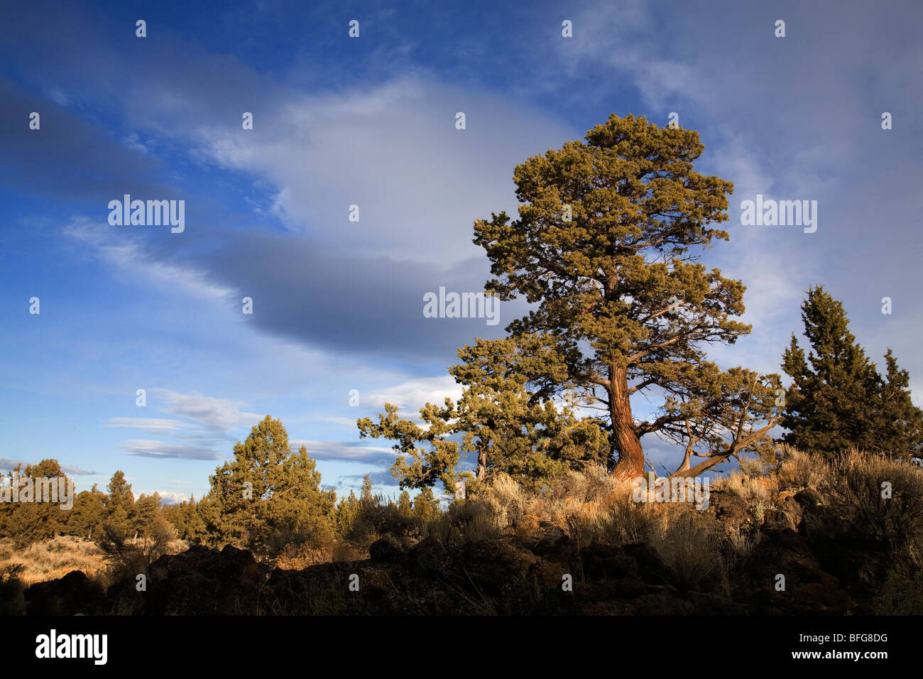 An ancient old growth juniper tree in the Badlands Wilderness area near Bend, Oregon Stock Photo