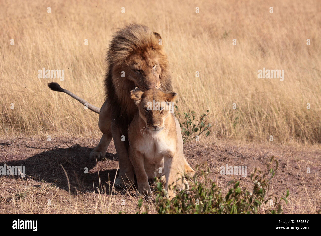 pair of African lions Panthera leo in Masai Mara Kenya Stock Photo - Alamy