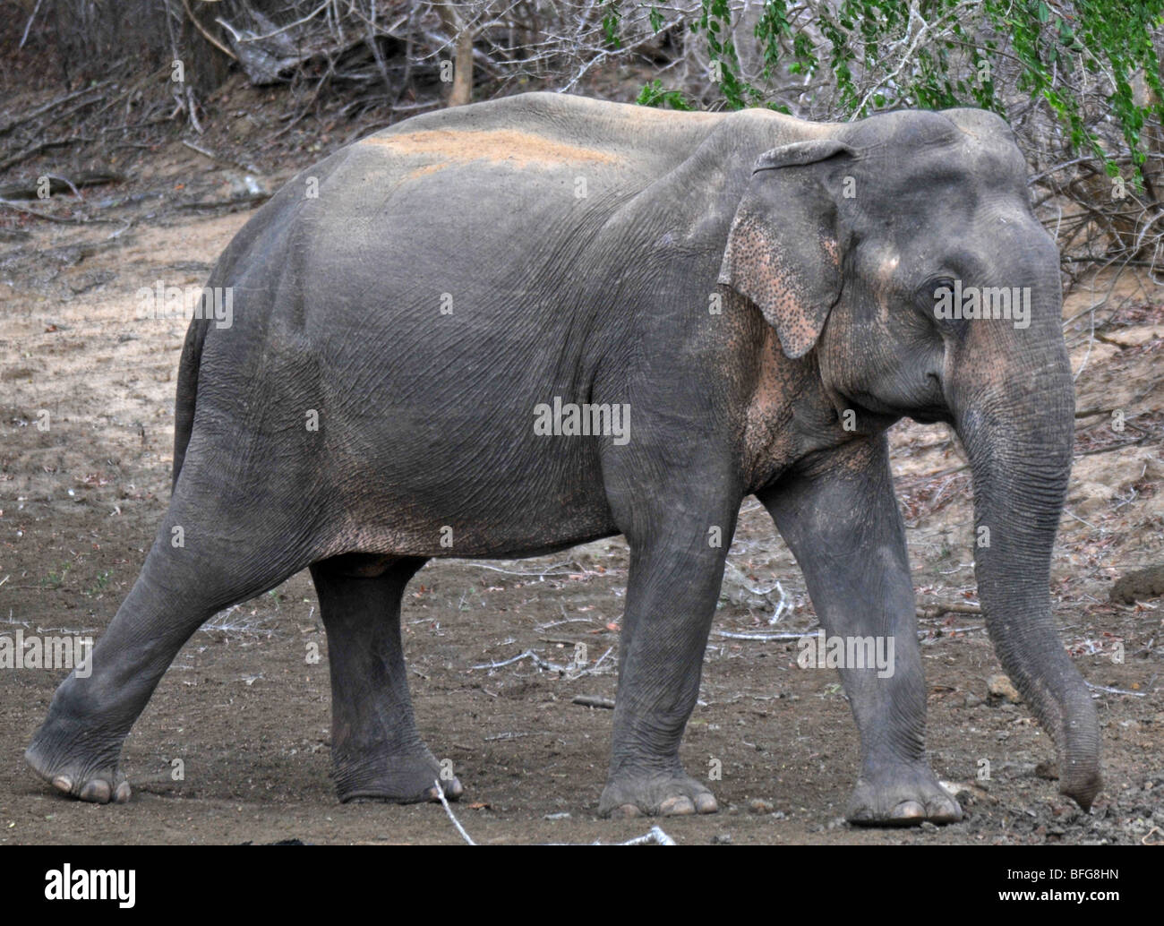 Yala National Wildlife Park, Sri Lanka, safari at Yala National Wildlife Park, Sri Lankan elephant Stock Photo