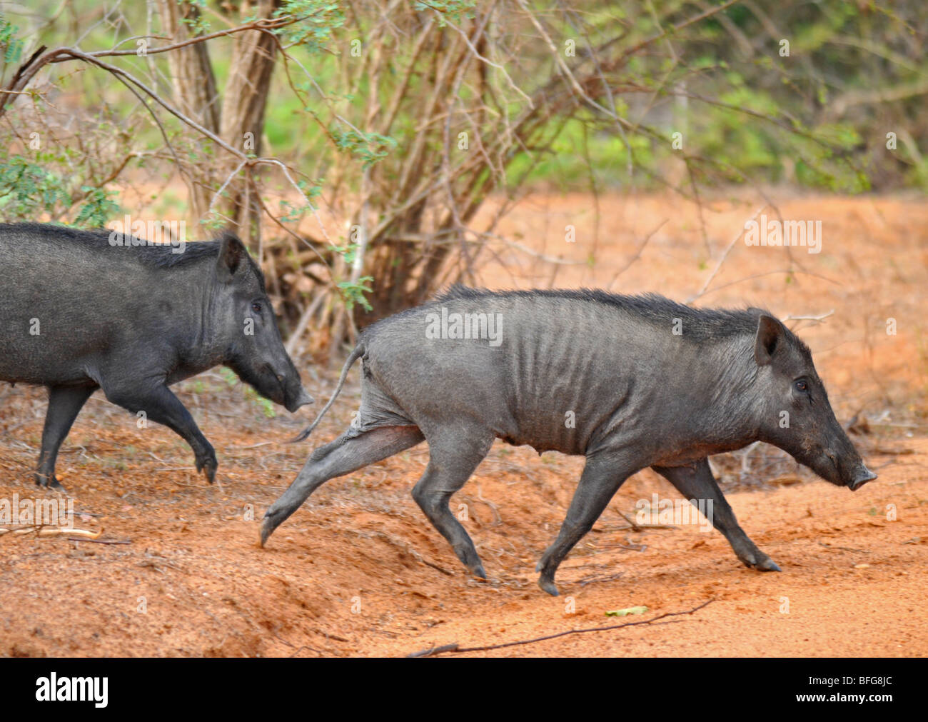 Wild Boar, Yala National Wildlife Park,  Sri Lanka, Wild Boar Stock Photo