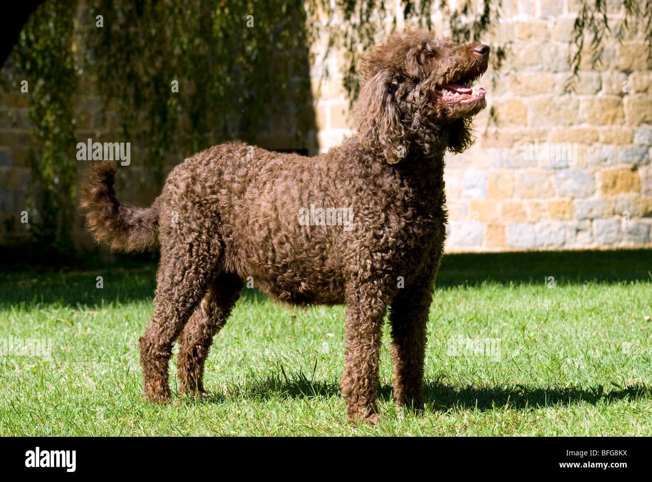 poodle in pet clip, side view Stock Photo - Alamy