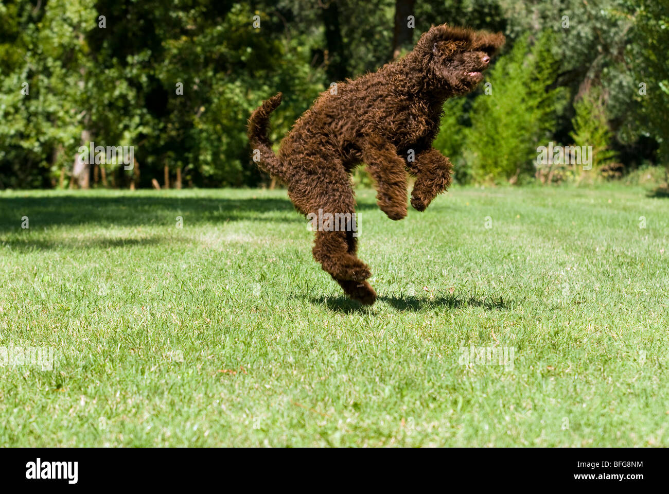 young standard poodle jumping into air Stock Photo Alamy