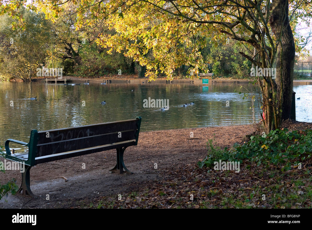 A sunny morning at Tooting Ponds in South London Stock Photo