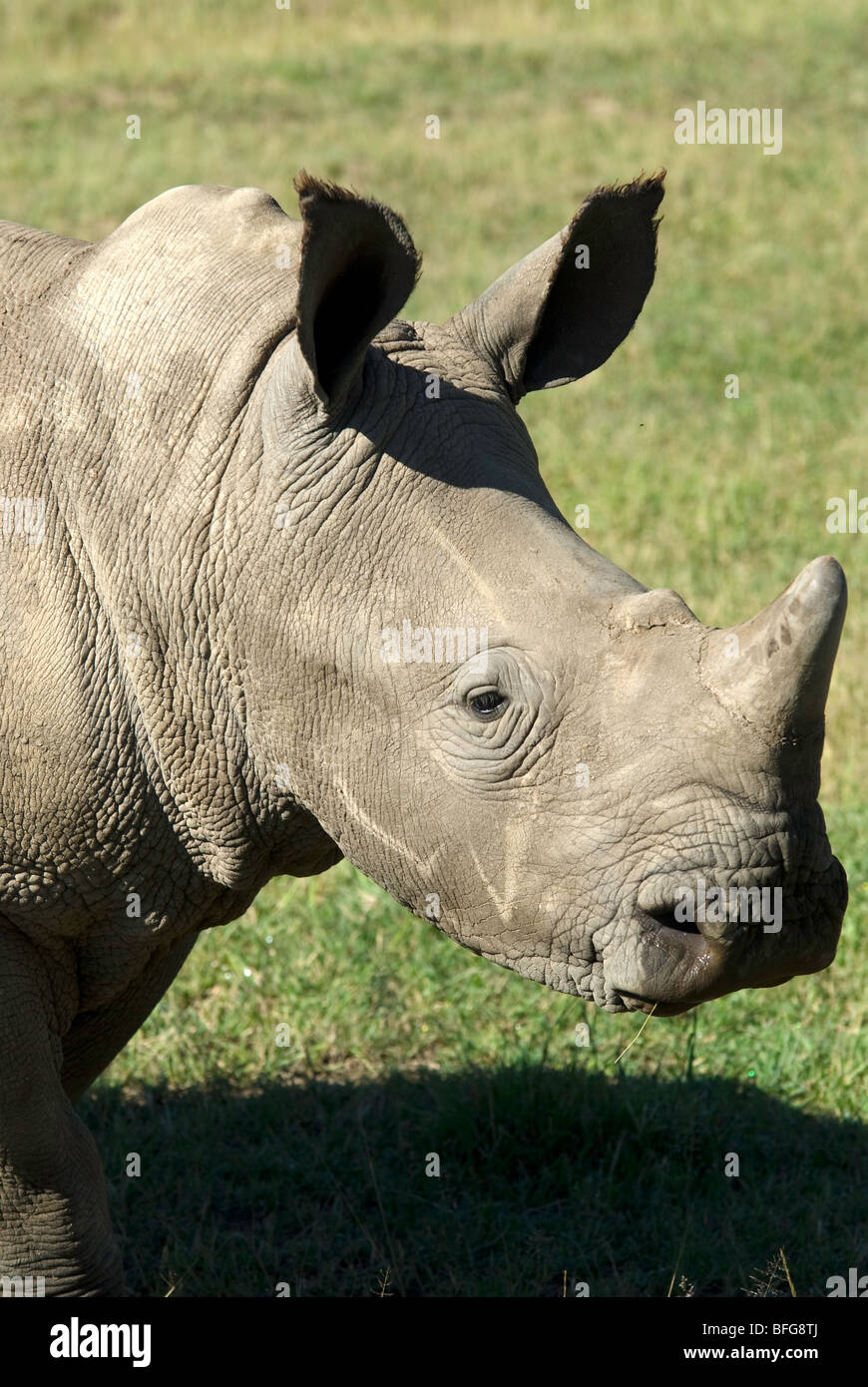 young white rhino Stock Photo