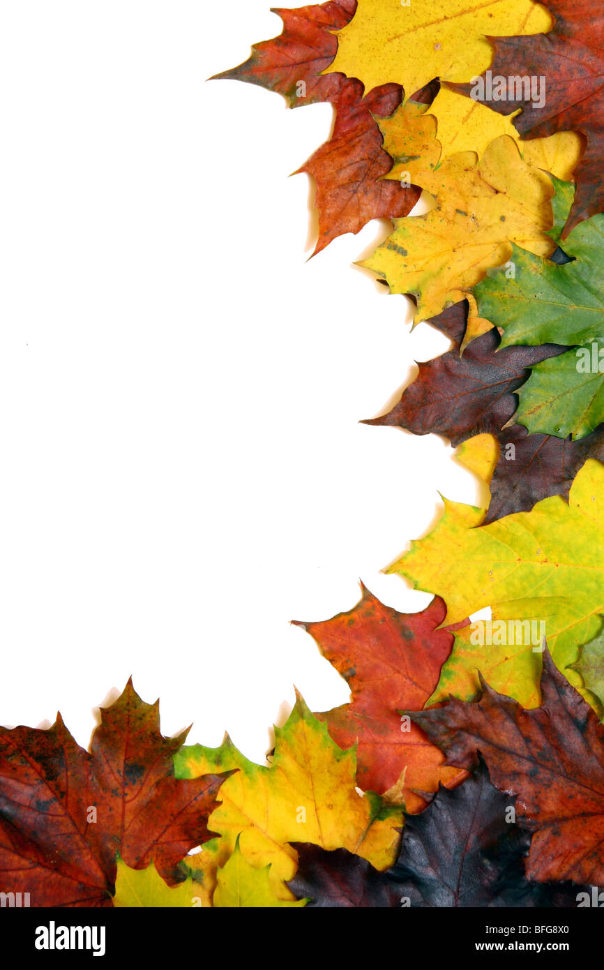 Gold coloured leaves hi-res stock photography and images - Alamy