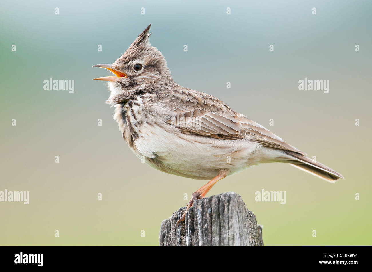 Haubenlerche (Galerida cristata) - crested lark Stock Photo