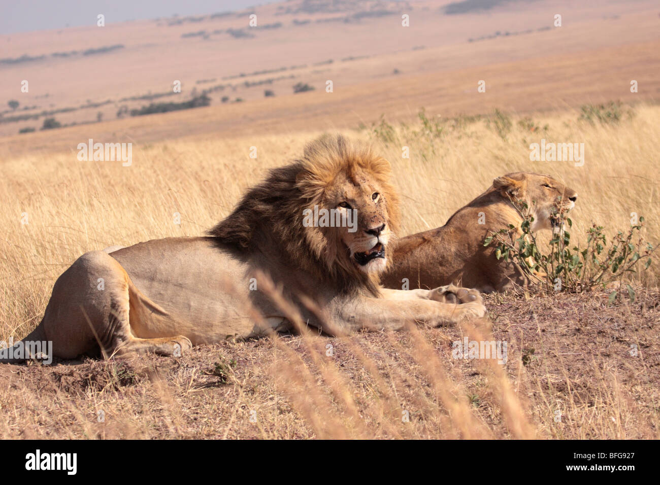 pair of African lions Panthera leo in Masai Mara Kenya Stock Photo - Alamy