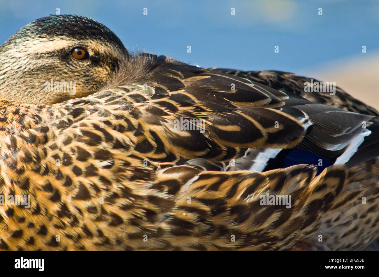 Adult female Mallard duck Stock Photo