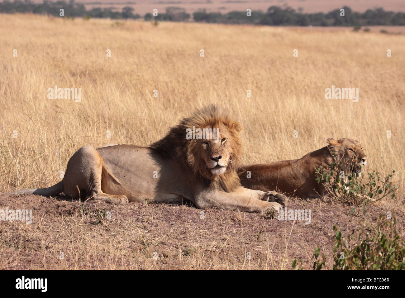 pair of African lions Panthera leo in Masai Mara Kenya Stock Photo - Alamy