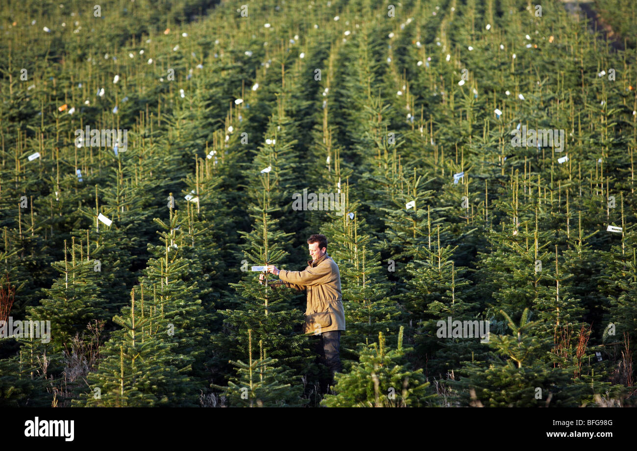 Rows of Nordman and Noble Fir trees growing on a farm in North East Scotland ready to be cut down for sale as Christmas Trees Stock Photo