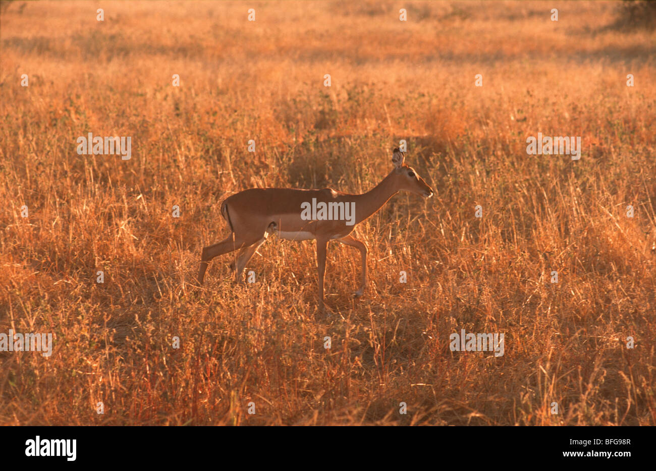 Gazelle in Kenya Stock Photo