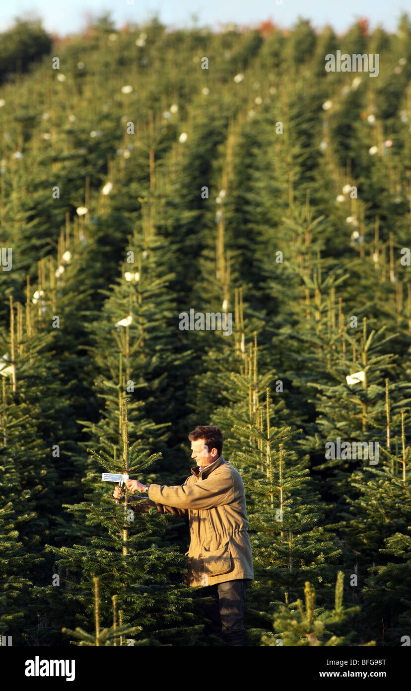 Rows of Nordman and Noble Fir trees growing on a farm in North East Scotland ready to be cut down for sale as Christmas Trees Stock Photo