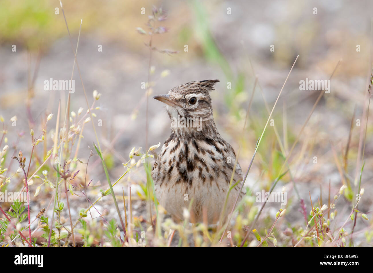 Haubenlerche (Galerida cristata) - crested lark Stock Photo