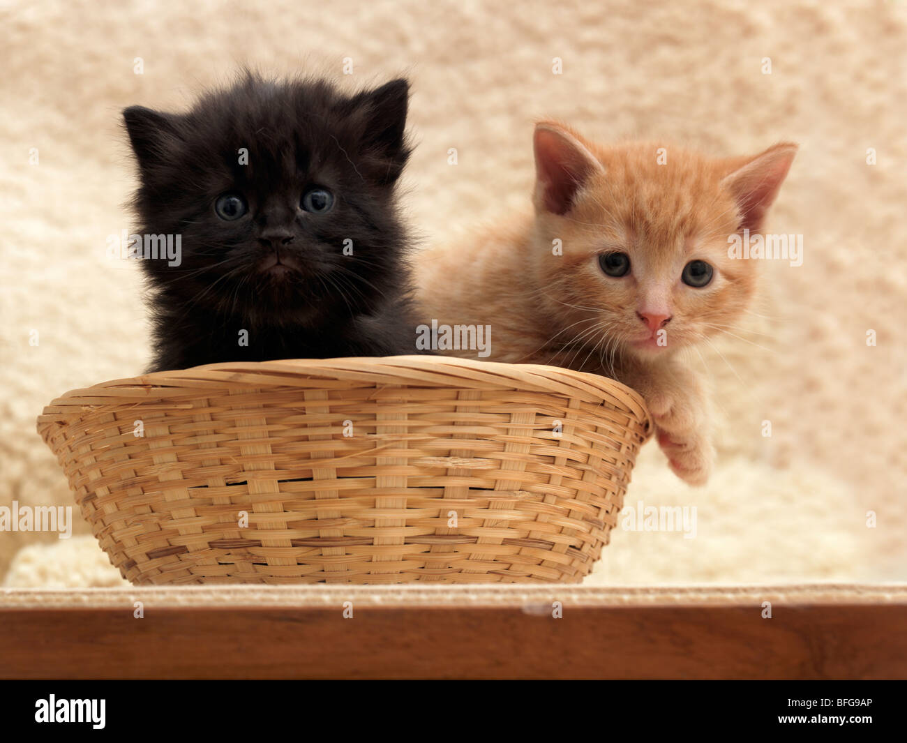 Black and ginger kitten cheap