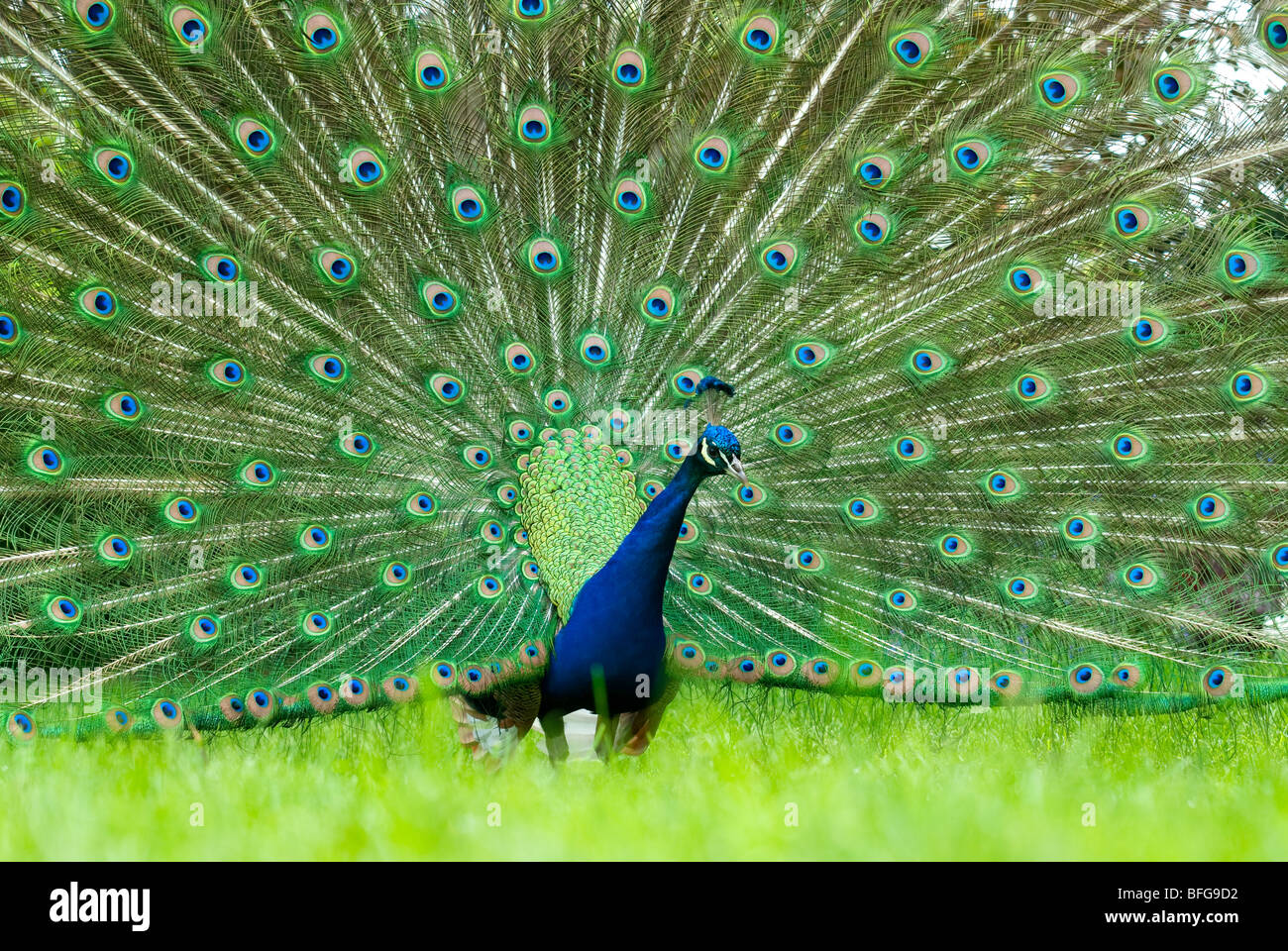 Indian blue peacock displaying plumage Stock Photo
