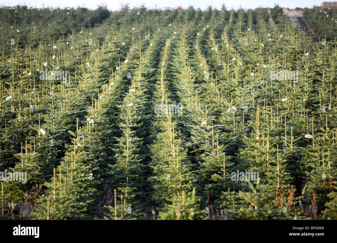 Rows of Nordman and Noble Fir trees growing on a farm in North East Scotland ready to be cut down for sale as Christmas Trees Stock Photo