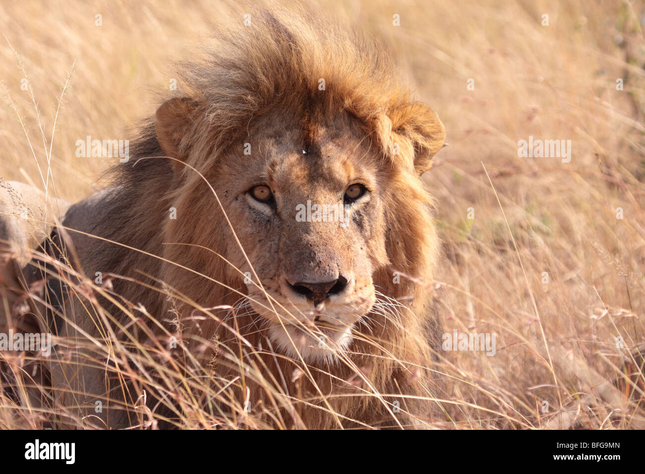 close-up of male African lion Panthera leo in Masai Mara Kenya Stock Photo