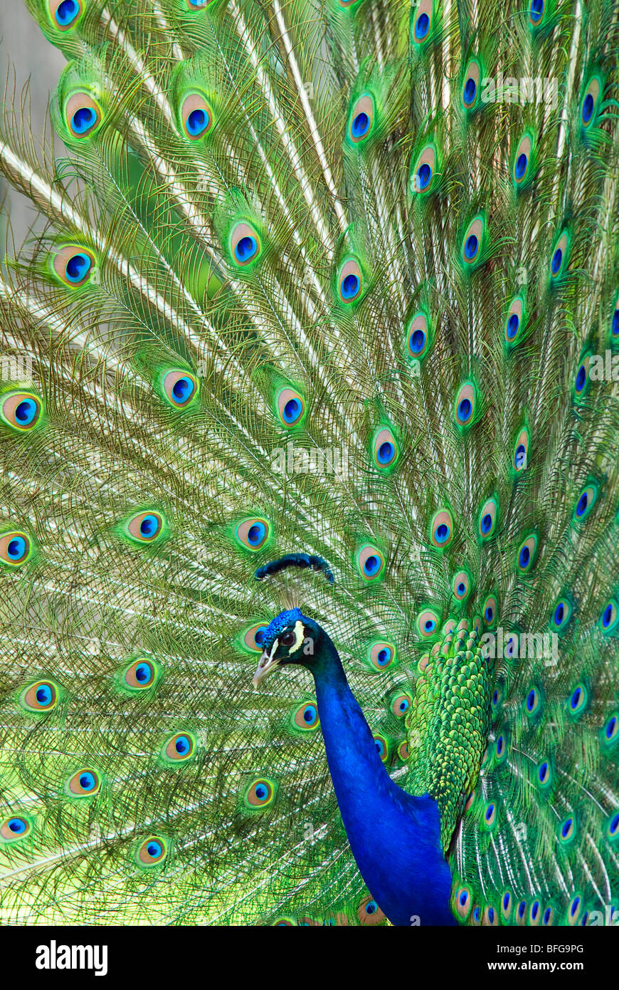 indian blue peacock displaying feathers Stock Photo