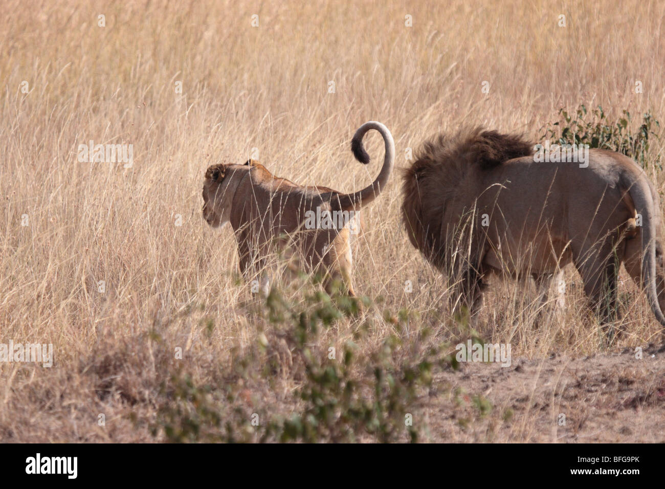 pair of African lions Panthera leo in Masai Mara Kenya Stock Photo - Alamy