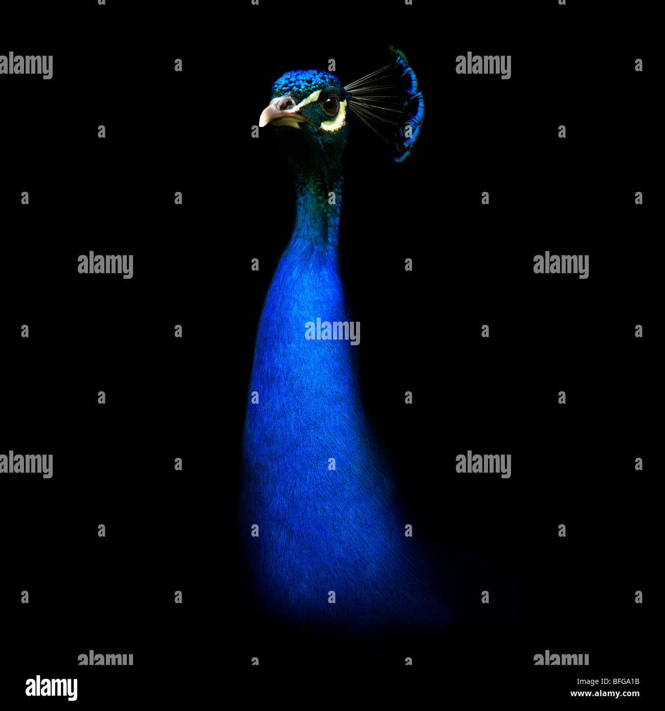 Indian blue peacock hi-res stock photography and images - Alamy