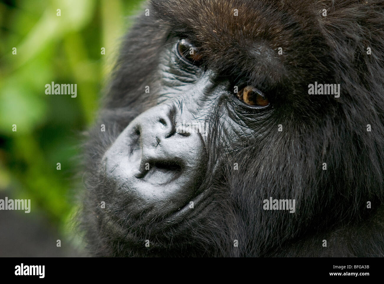 mountain gorilla in rwanda Stock Photo