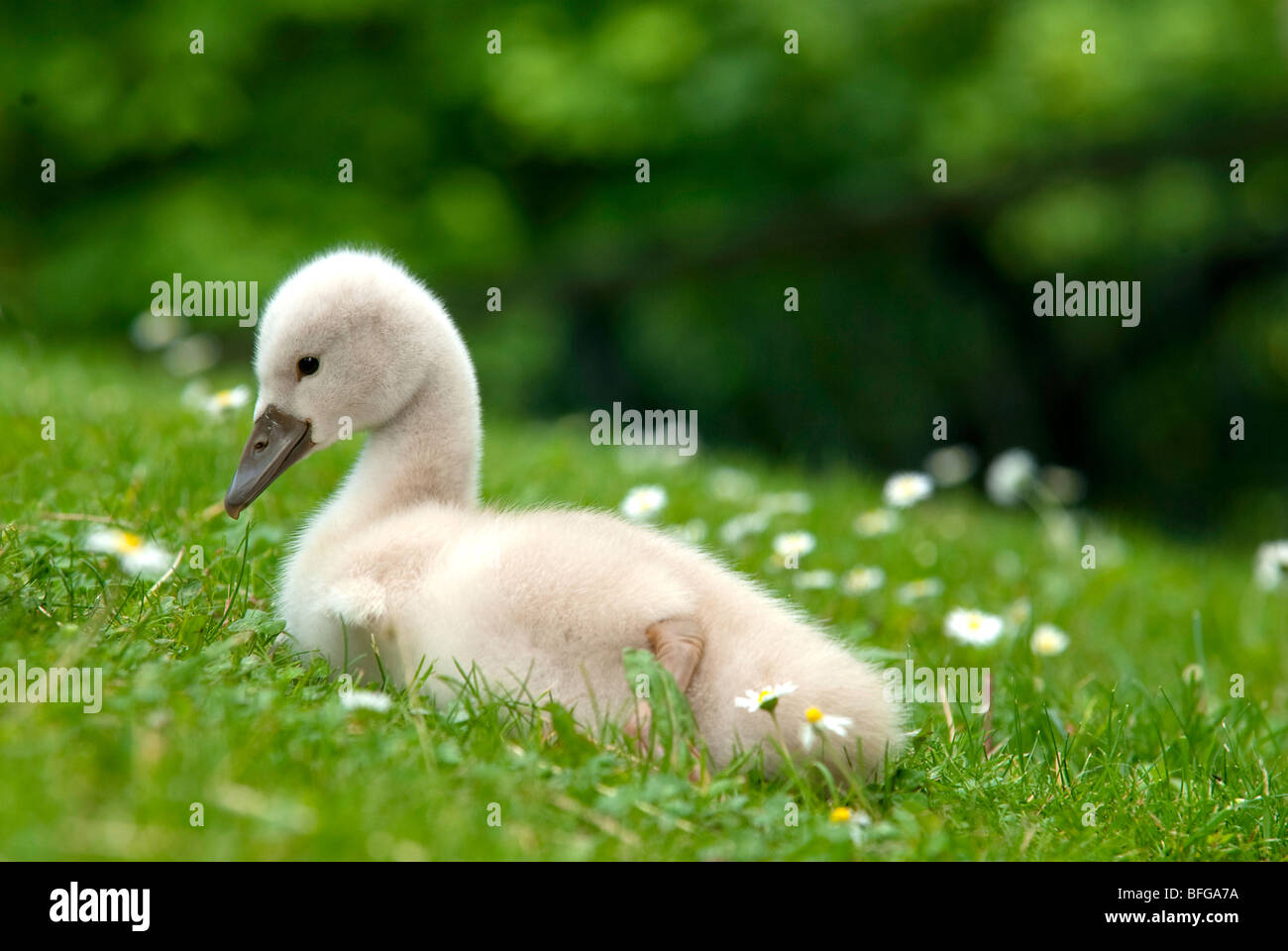 side view of a cygnet Stock Photo