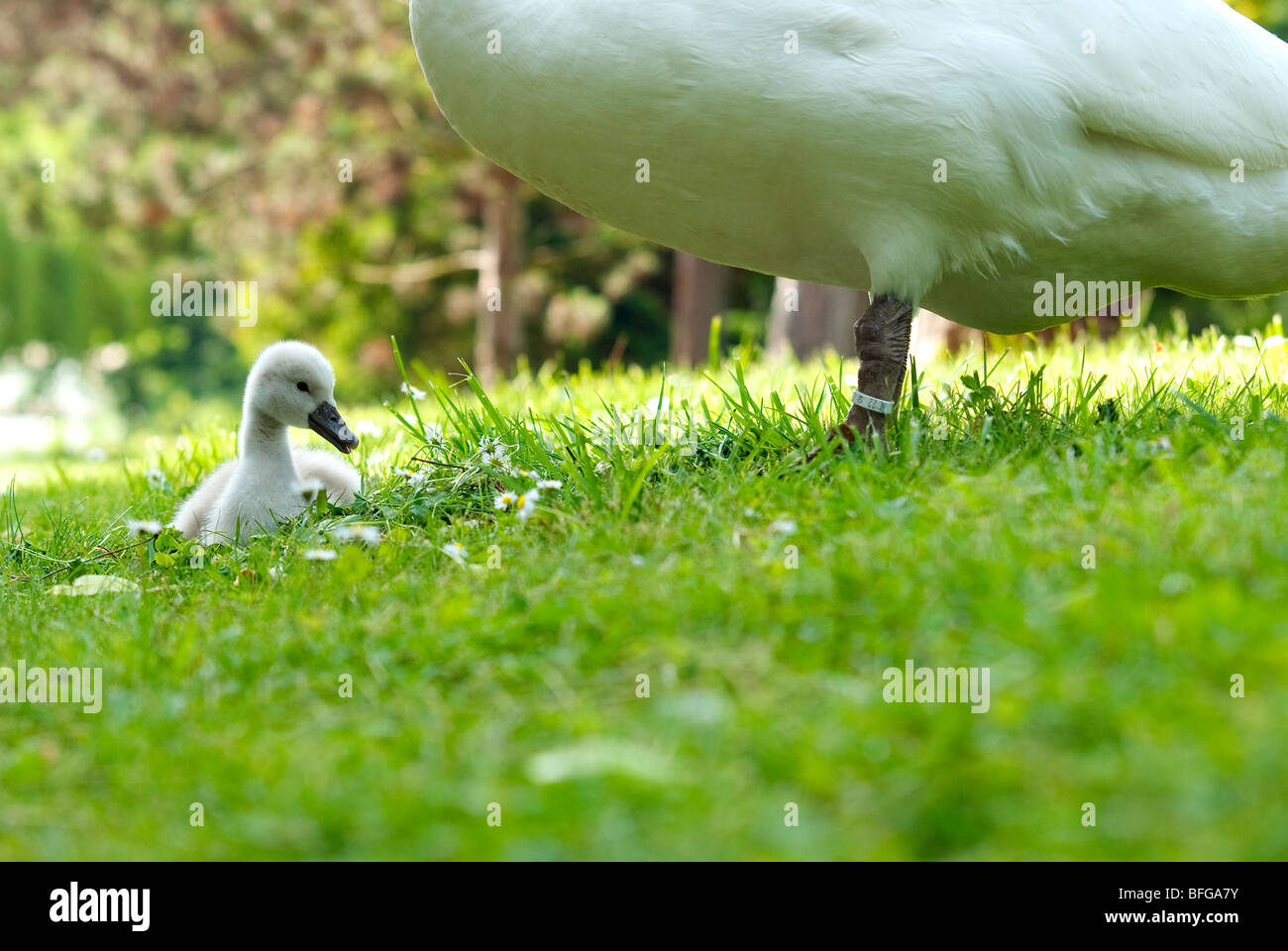swan guarding a little cygnet Stock Photo