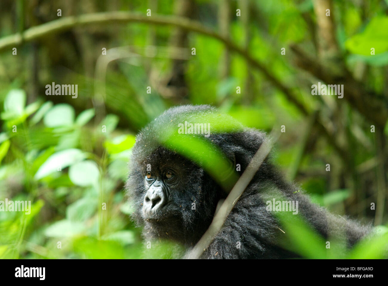 young gorilla in parc national des volcans, rwanda Stock Photo