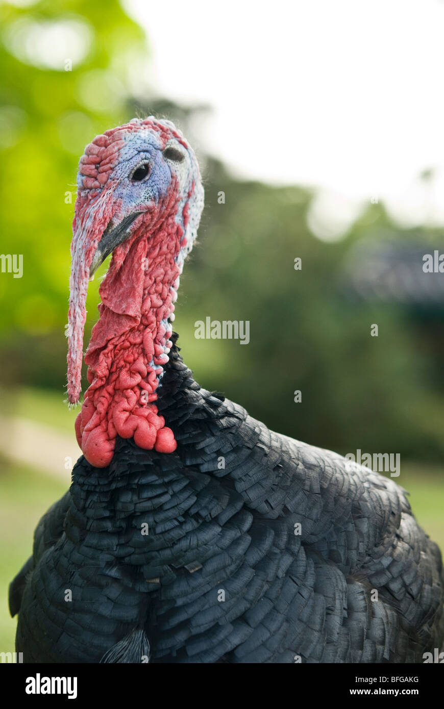 turkey in france Stock Photo Alamy