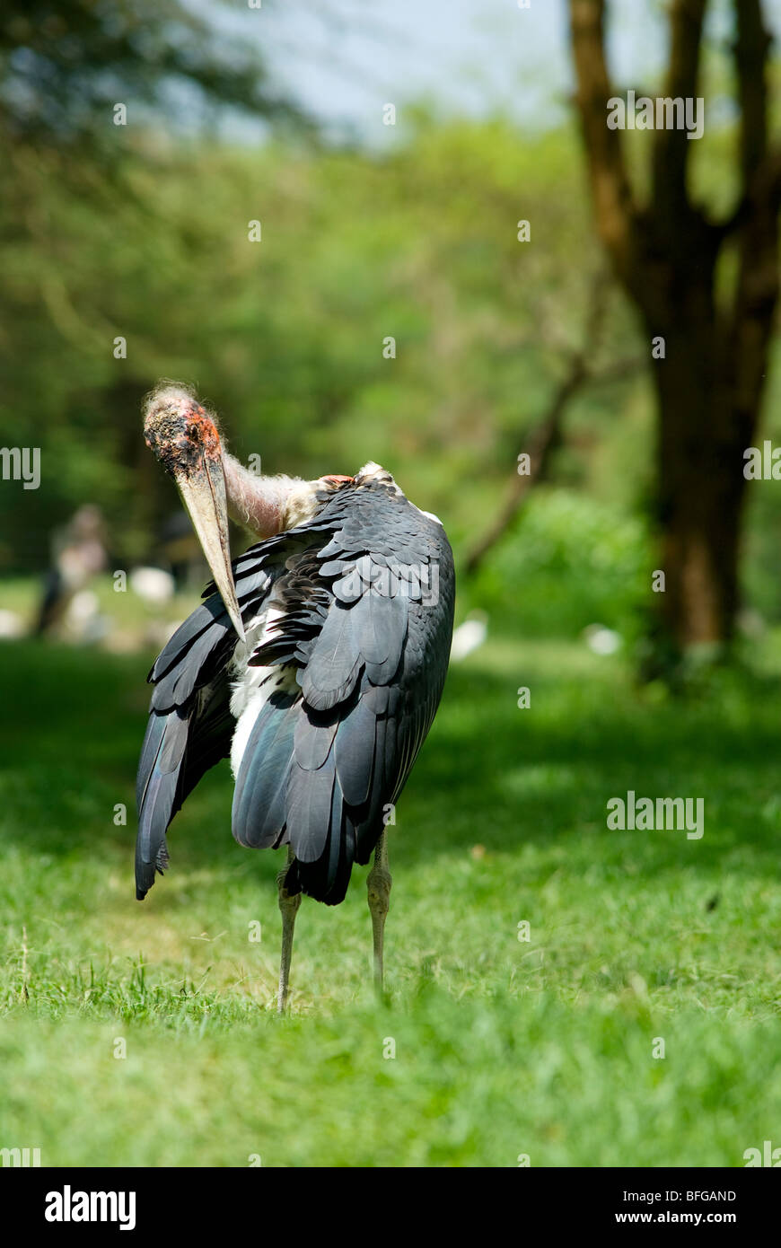 marabou stork arranging feathers Stock Photo - Alamy