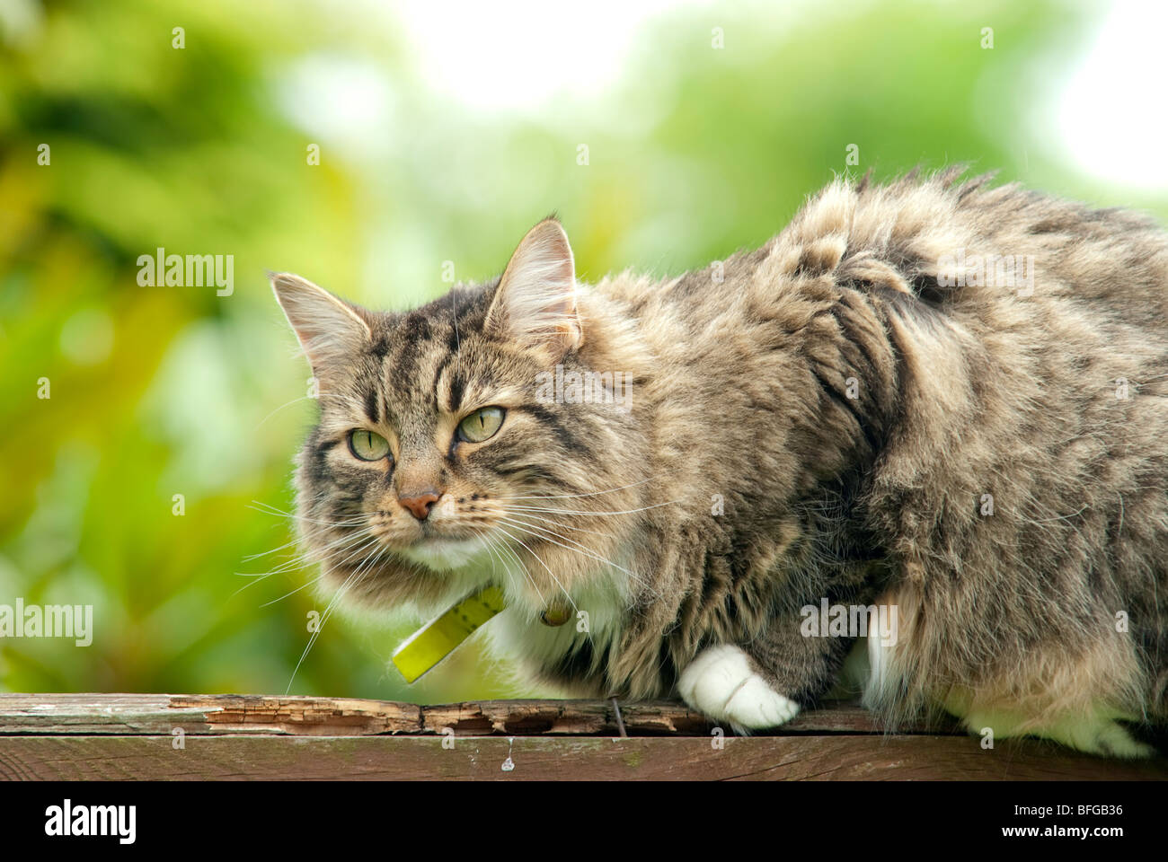 non pedigree tabby cat on a fence Stock Photo
