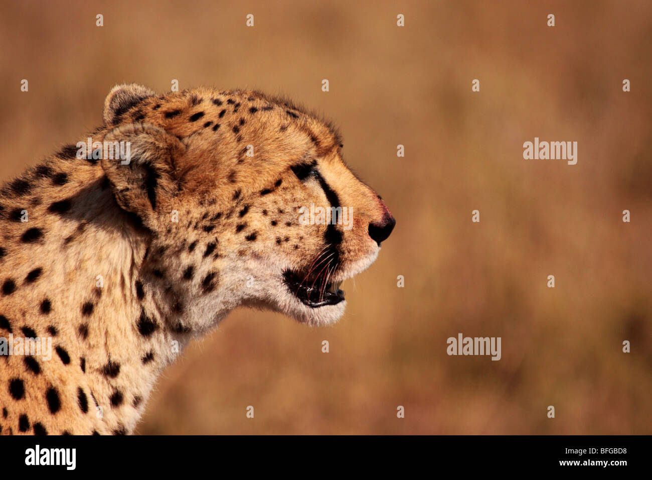 4+ Hundred Cheetah Face Profile Royalty-Free Images, Stock Photos