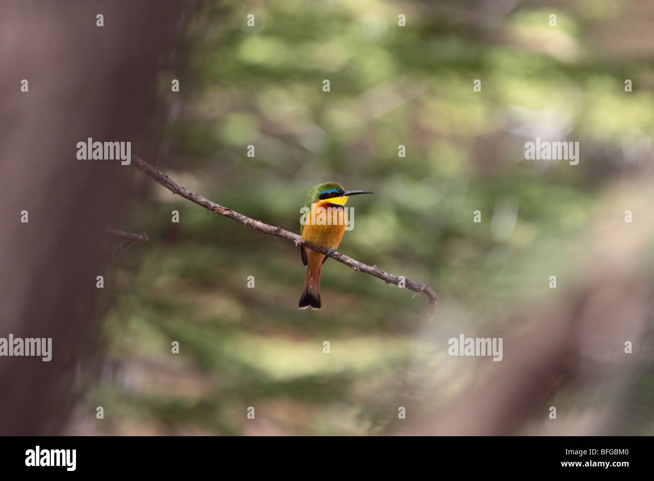Little Bee-eater on a twig Stock Photo