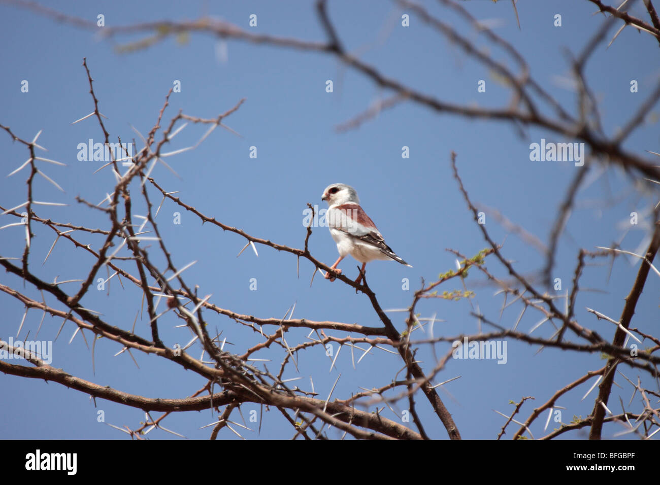Pygmy Falcon perching Stock Photo