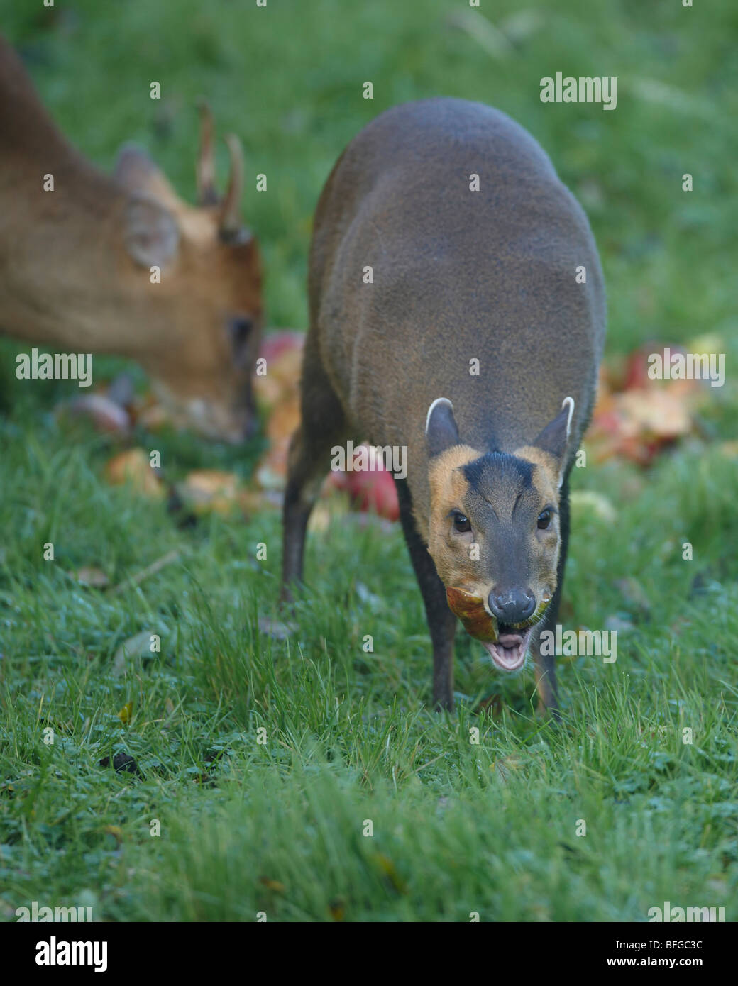 Muntjac also called Barking Deer eating apples in Oxfordshire garden