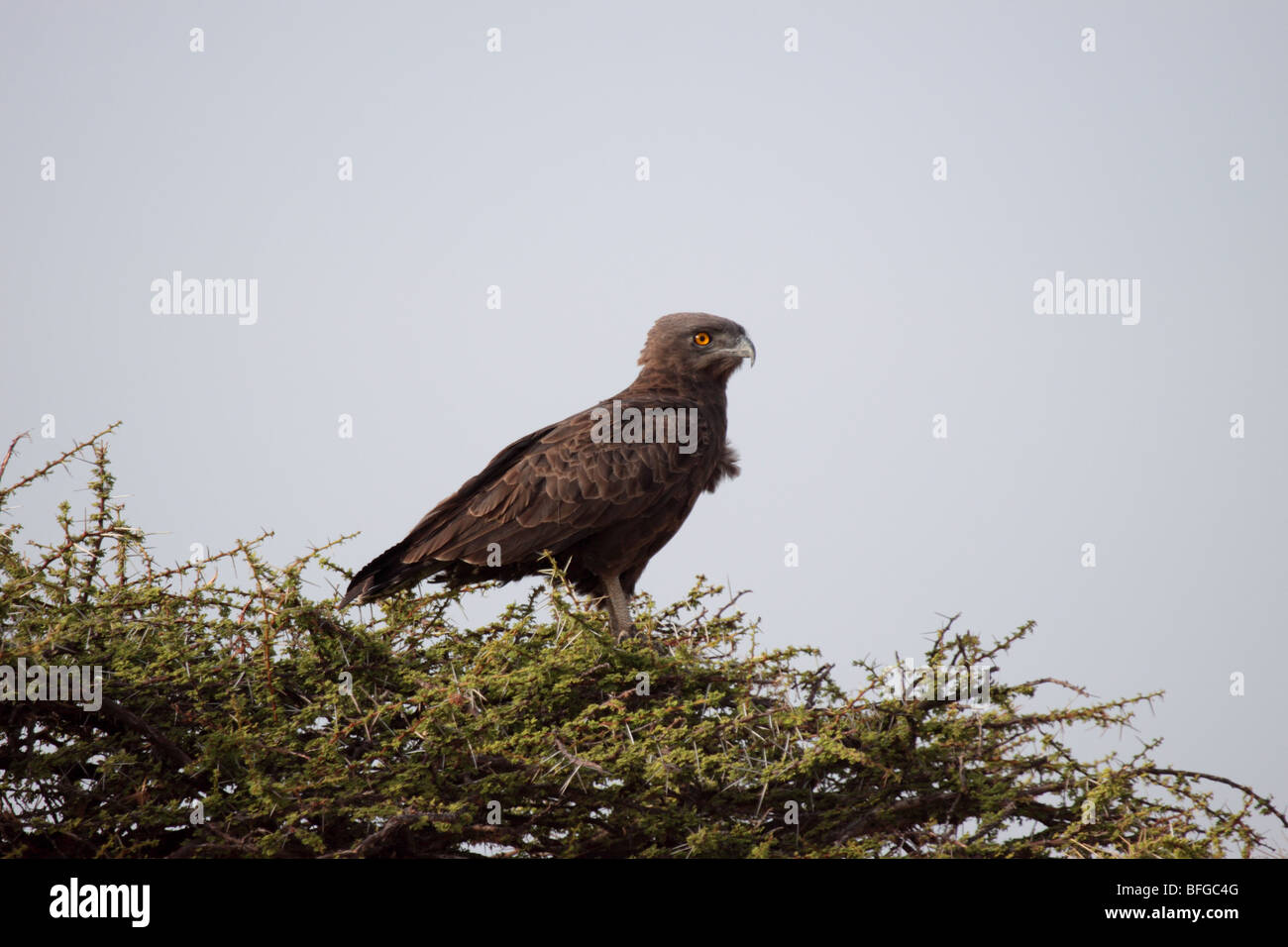 Brown Snake Eagle perching Stock Photo