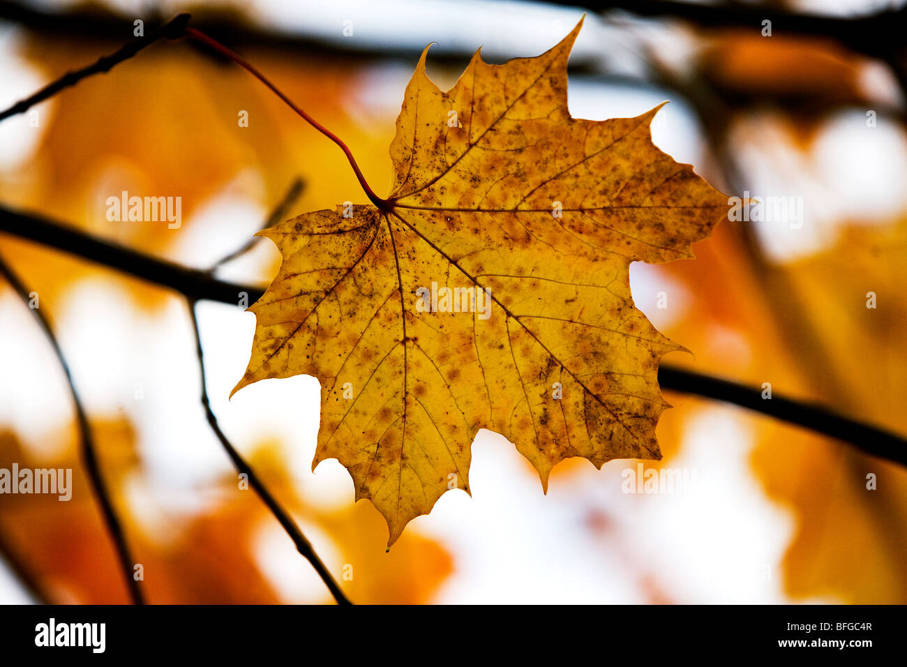 A sycamore leaf on a tree in Autumn Stock Photo
