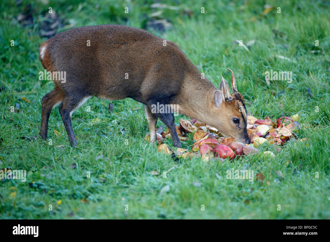Muntjac called barking deer eating hires stock photography and images