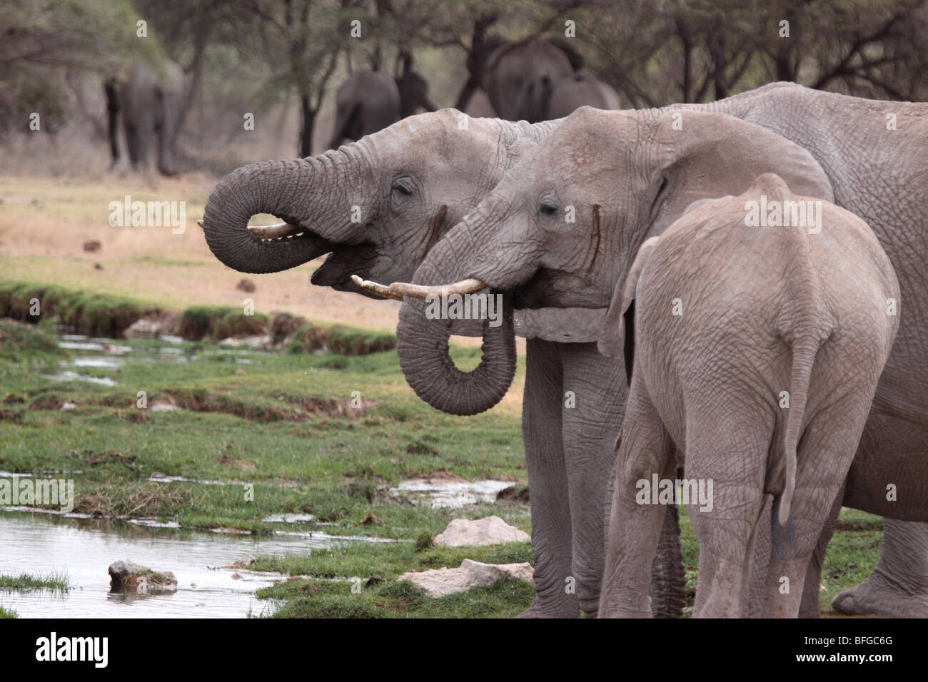 African elephants drinking Stock Photo