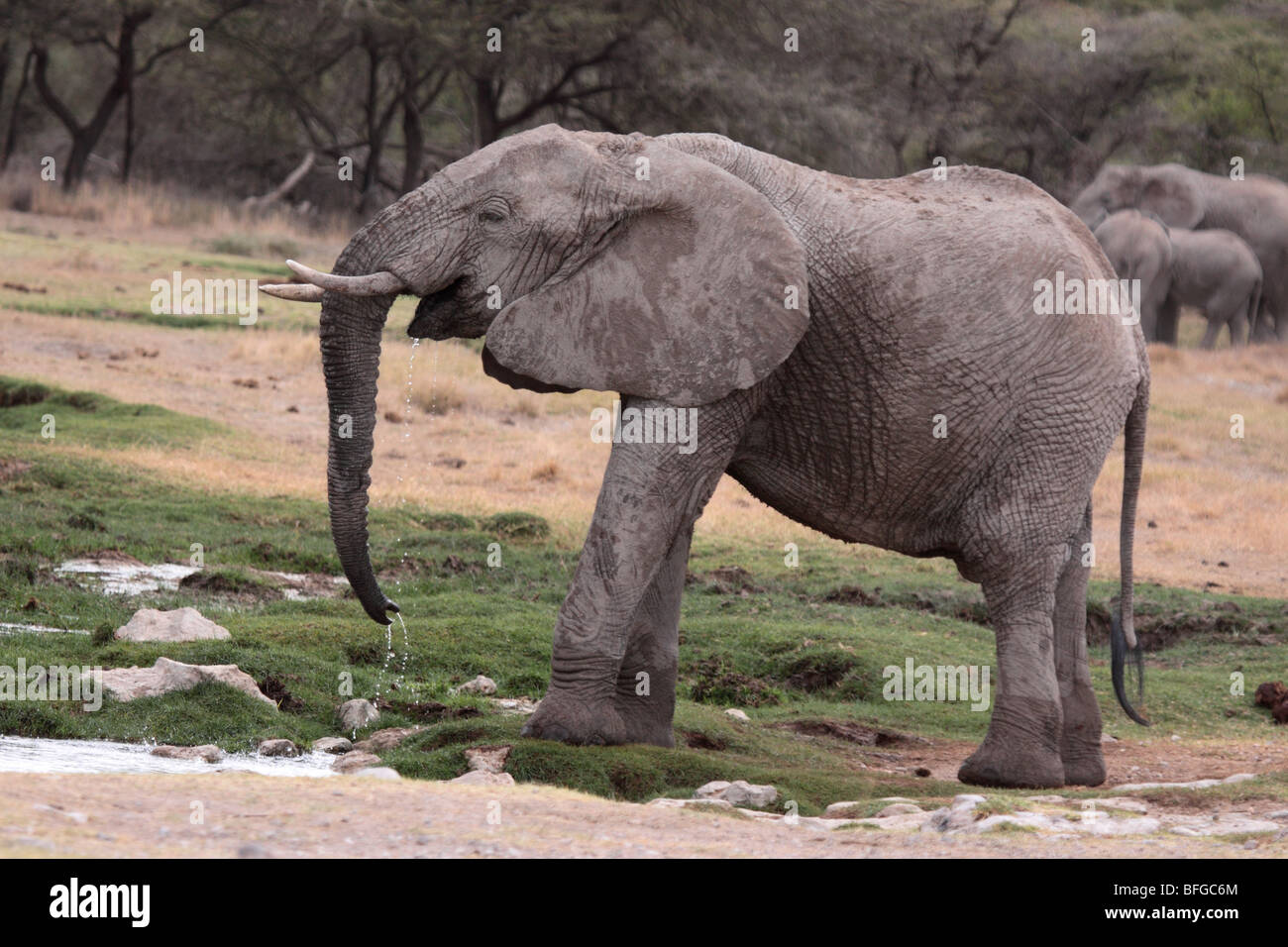 African elephant drinking Stock Photo