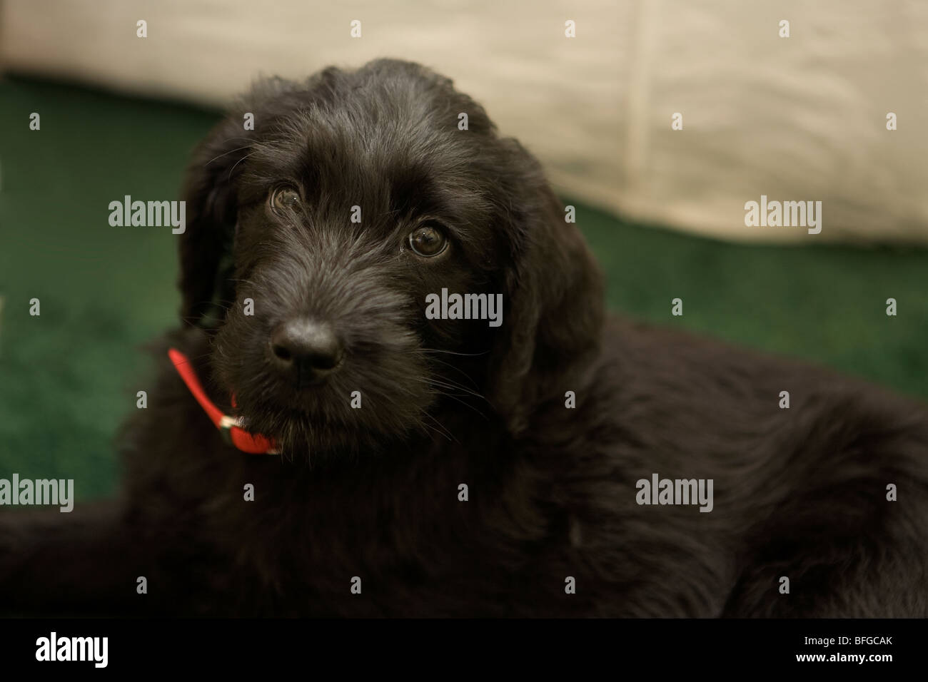 8 week old labradoodle puppy at home on the first day after being