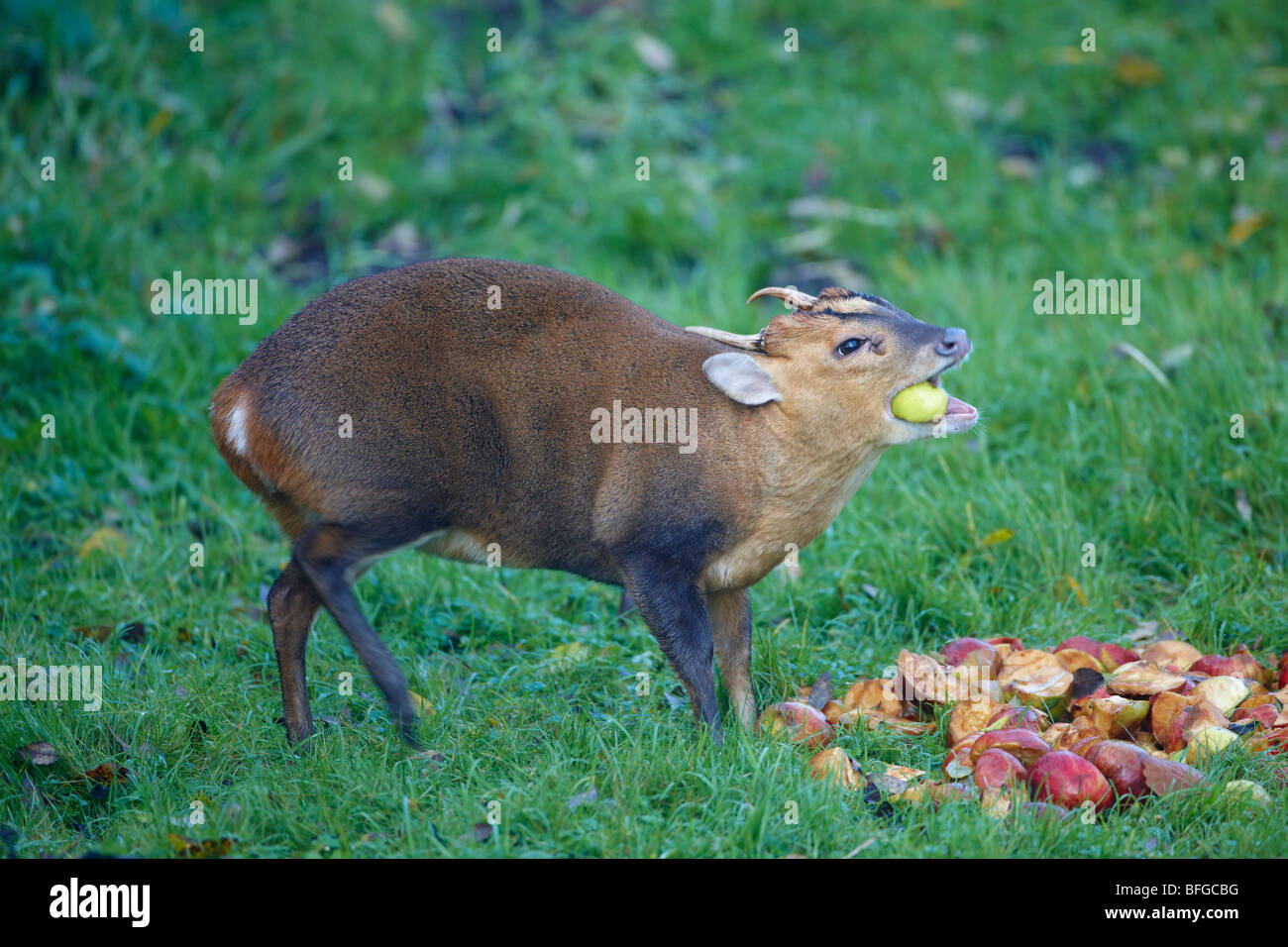 Muntjac also called Barking Deer eating apples in Oxfordshire garden