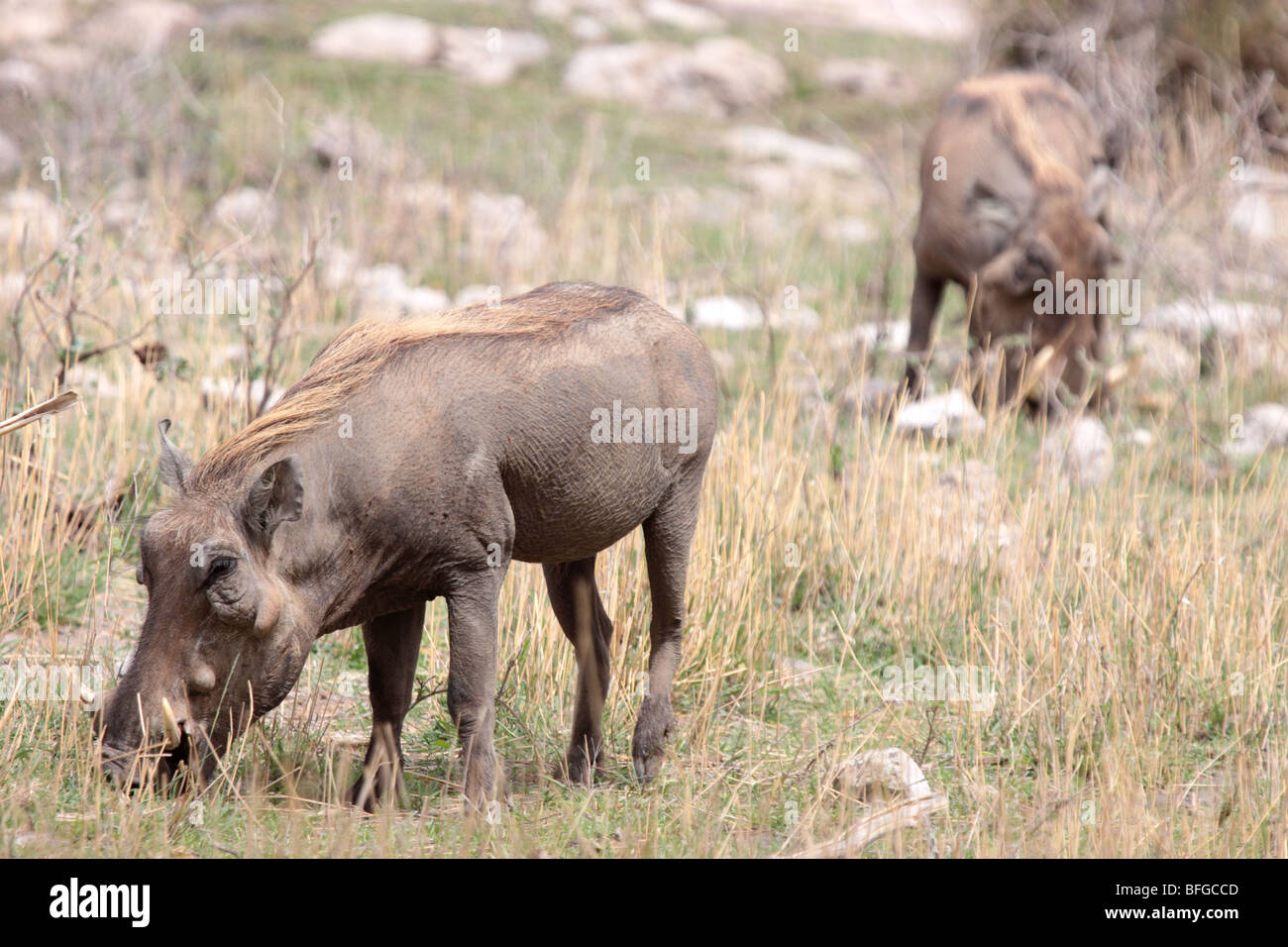 warthogs feeding Stock Photo