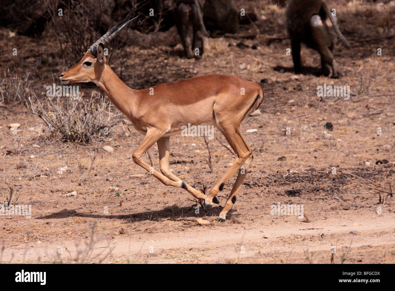 impala running Stock Photo
