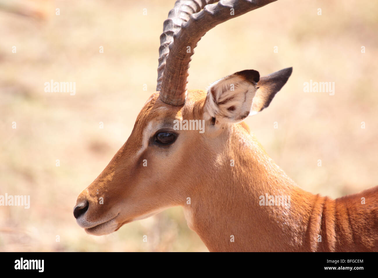 male impala portrait Stock Photo